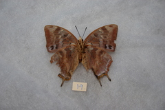 Charaxes ethalion