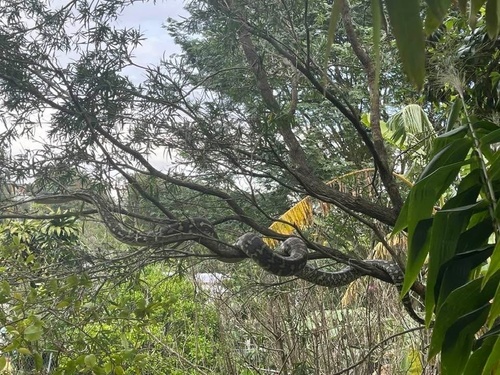 Coastal Carpet Python sighting