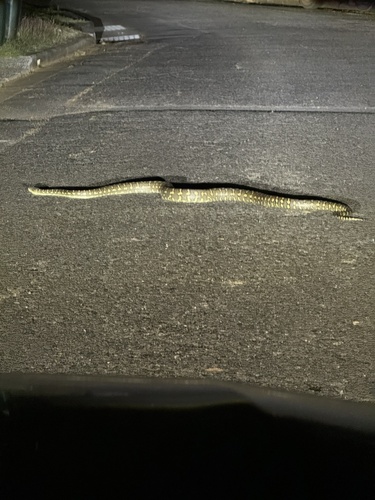 Coastal Carpet Python sighting
