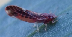 Anoeconeossa