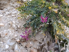 Astragalus buschiorum