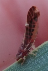 Anoeconeossa
