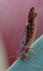 Anoeconeossa
