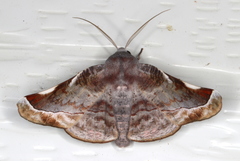 Oenochroma turneri