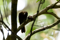 Schiffornis veraepacis