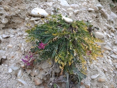 Astragalus buschiorum