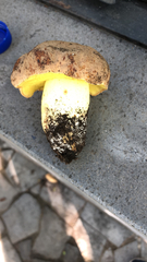 Butyriboletus