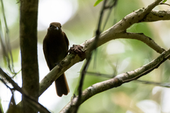 Schiffornis veraepacis