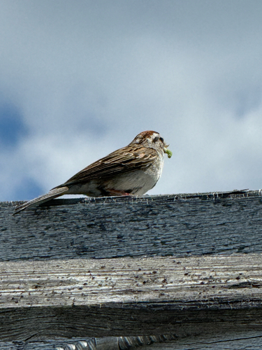 Chipping Sparrow