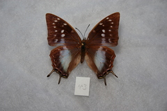Charaxes ethalion