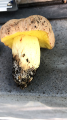 Butyriboletus