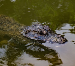 Alligator sinensis