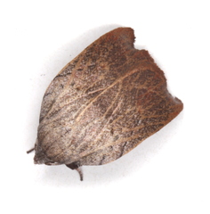 Tortricopsis pyroptis