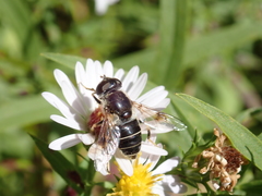 Eristalis obscura