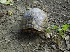 Terrapene carolina mexicana