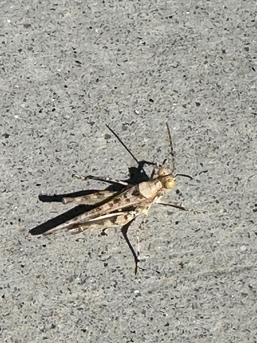 Derotmema laticinctum