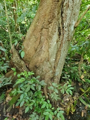 Pterocarpus officinalis