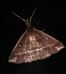 Adrapsa ablualis