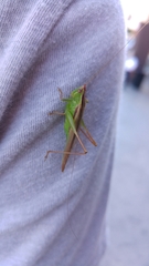 Conocephalus magdalenae