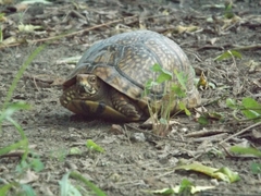 Terrapene carolina mexicana
