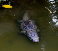 Alligator sinensis