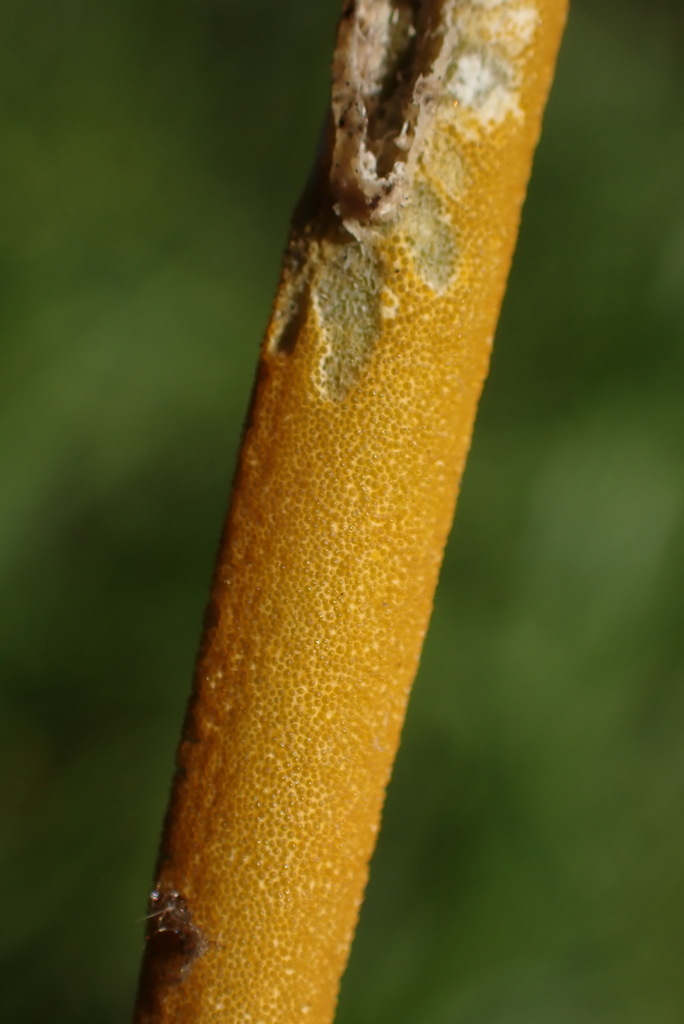 Epichloe calamagrostidis