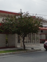 Lagerstroemia indica