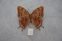 Charaxes ethalion