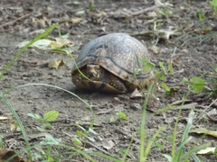 Terrapene carolina mexicana