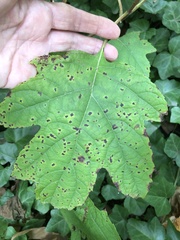 Cercospora hydrangeae