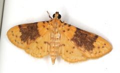 Conogethes semifascialis