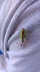 Conocephalus magdalenae