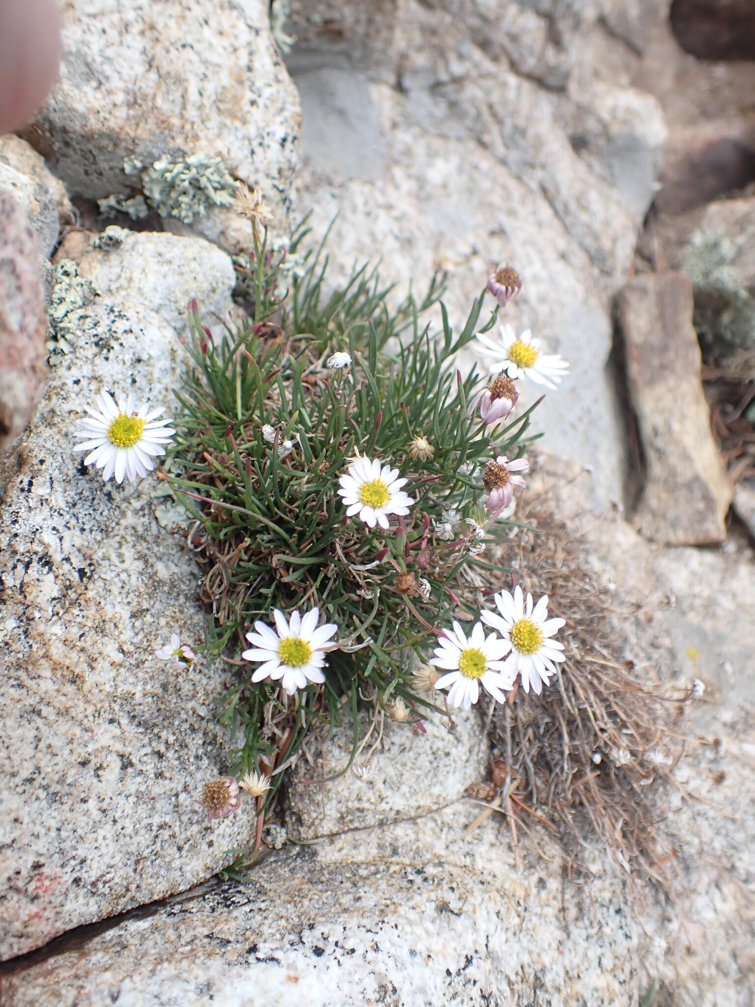 Erigeron heliographis