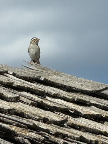 Clay-colored Sparrow