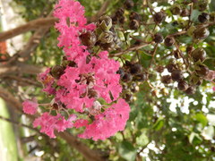 Lagerstroemia indica