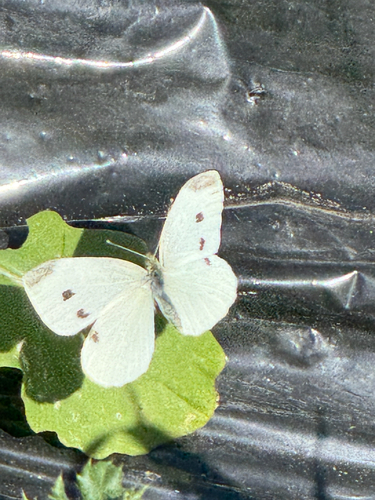 Small White