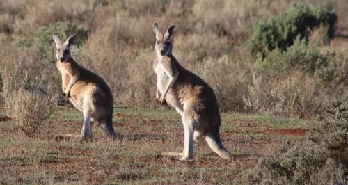 Red kangaroo