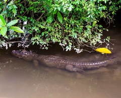 Alligator sinensis