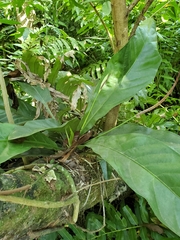 Anthurium crenatum