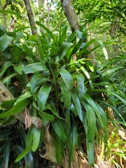 Billbergia pyramidalis