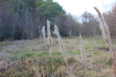 Saccharum brevibarbe