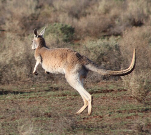 Red kangaroo