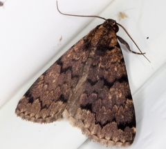 Mormoscopa phricozona