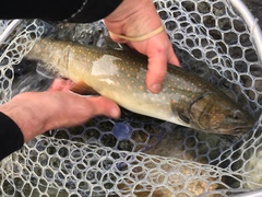 Salvelinus confluentus