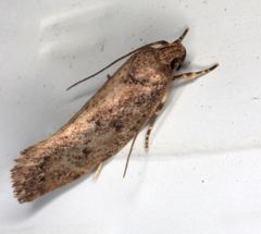 Syncometes vilis