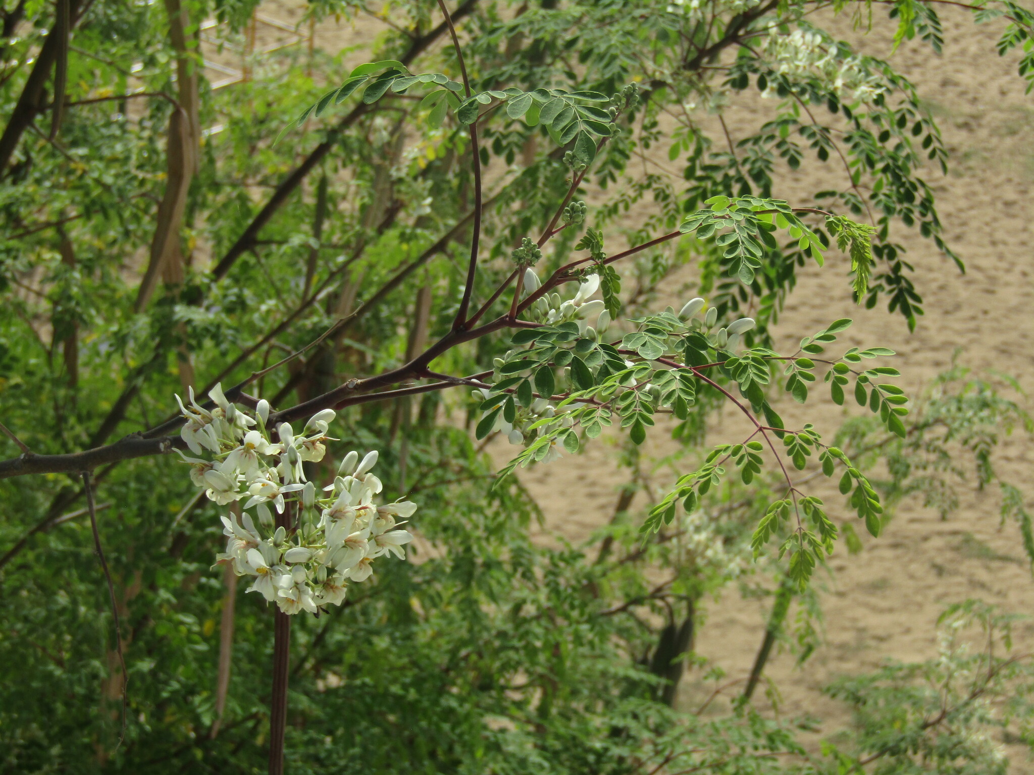 Moringa oleifera