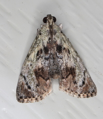 Enchesphora recurvalis