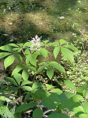 bottlebrush buckeye (Aesculus parviflora)