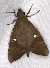 Nephele subvaria