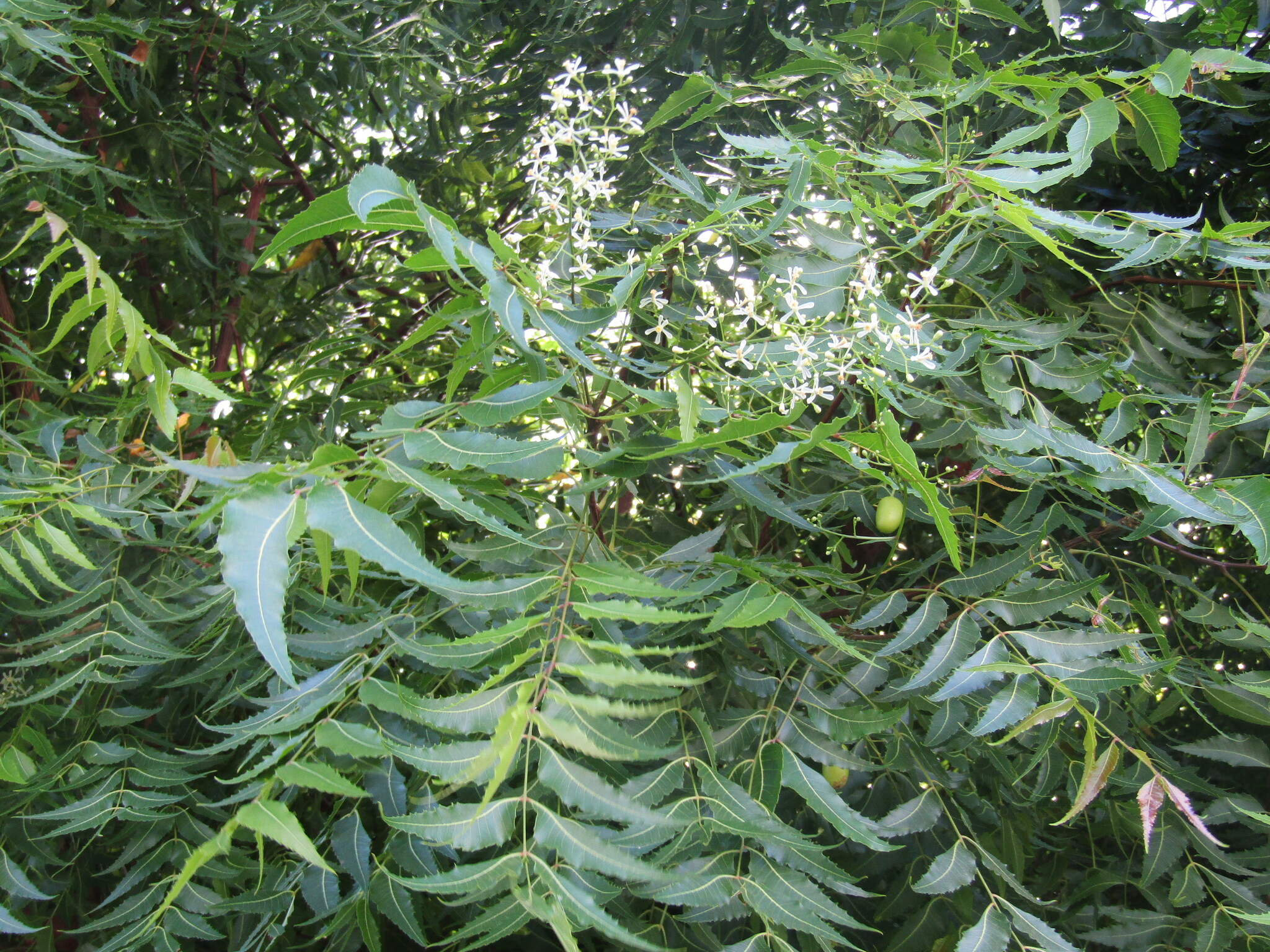 Azadirachta indica